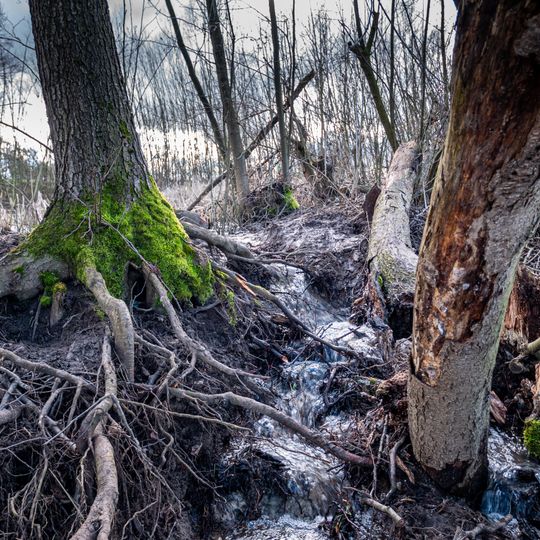 Feuchtgebiet am Bitzlenbach