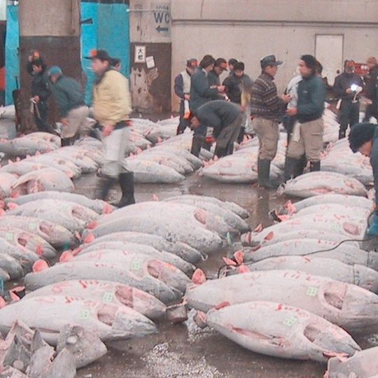 Commission for the Conservation of Southern Bluefin Tuna