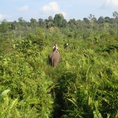Tesso Nilo National Park