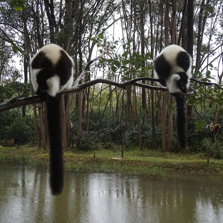 Lemur Island