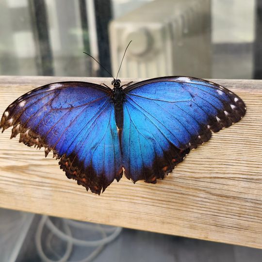 Borboletário Tropical de Constância