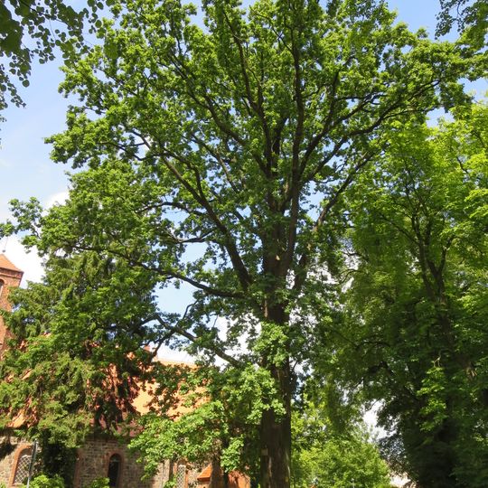 Naturdenkmal Stiel-Eiche Auf dem Dorfplatz vor der Kirche in Ladeburg
