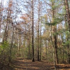 Shawme-Crowell State Forest