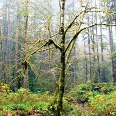 Elliott State Forest