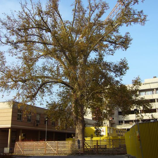 Platan u svaté Anny