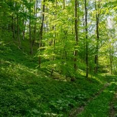 Drachenholl-Diemelaue