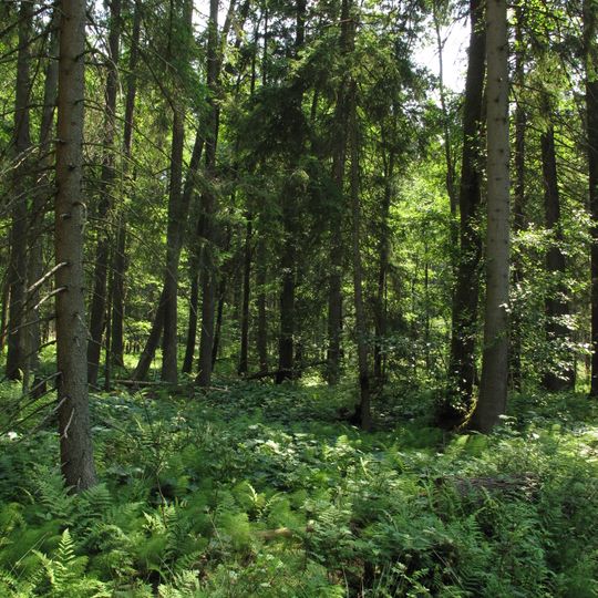 Olšina v Novolhotském lese