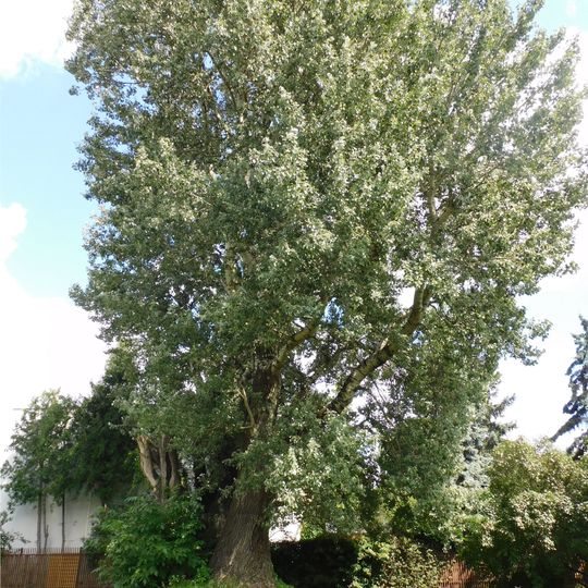 Pomnikowa topola biała przy ulicy Brukselskiej