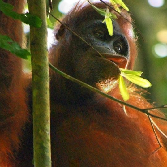 Parco nazionale di Kutai