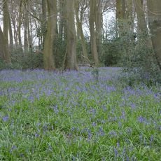 Lambridge Wood