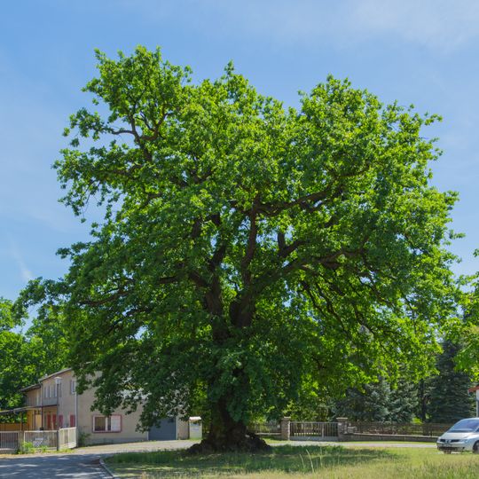 Naturdenkmal Eiche vor der Kirche, Flur 1, Flurstück 841 in Groß Leuthen