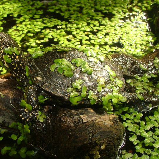 Réserve naturelle nationale de l'étang de la Mazière