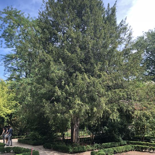 Tejo del Real Jardín Botánico