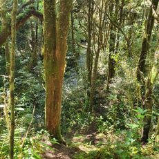 Tawarau Conservation Area