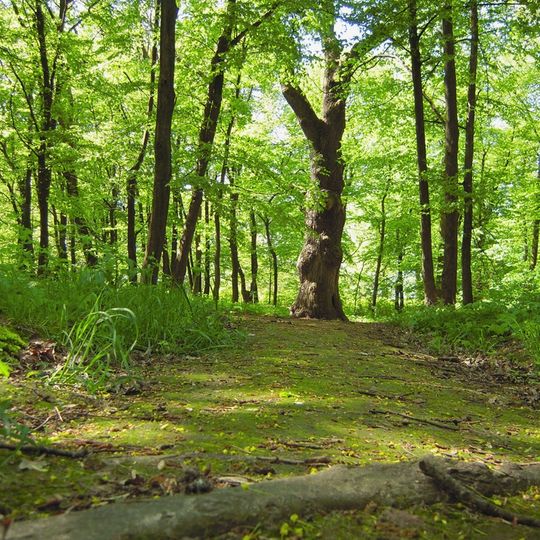 Park ze stawem z wyspą, alejami i pomnikowymi drzewami