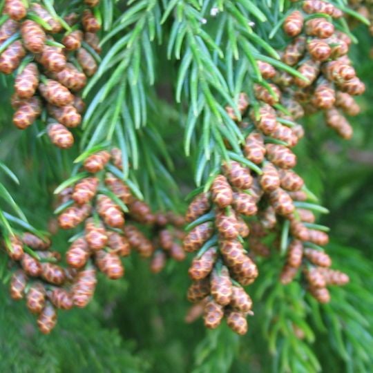 Arboretum de la Grand Prée