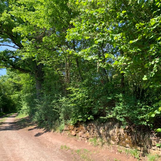 Hecke mit Weinbergmauer im Gewann Obere Weinberge