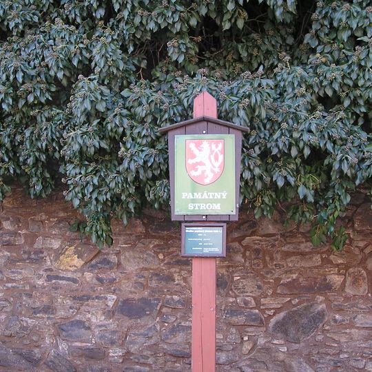 Prachatický břečťan