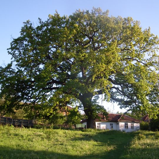 Quercus robur in Beglež