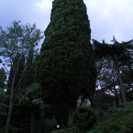 Пушкінський кипарис