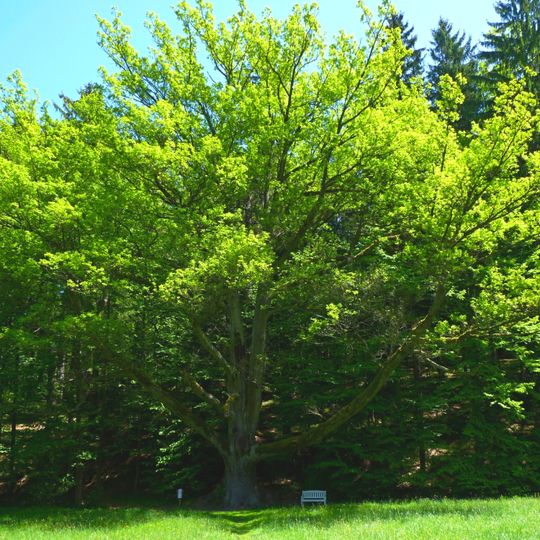 Wedding Oak in the Theresia Valley