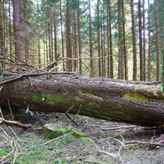 Smrk pod zámeckou skálou