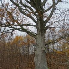 Avietiškių ąžuolas