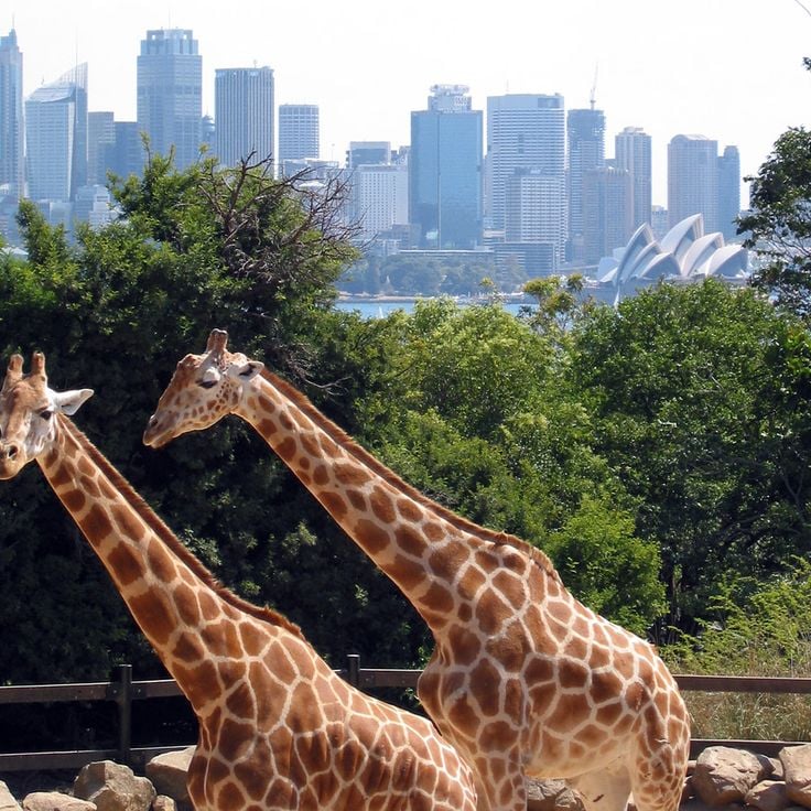 Taronga Zoo