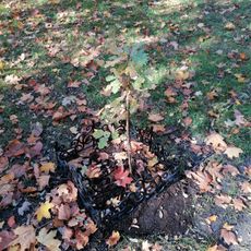 Papal Oak from 2022 in Katowice Panewniki