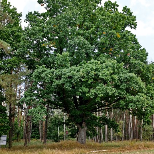 Dub u Obecního lesa