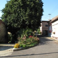 Lípa u kapličky ve Lhotce nad Labem