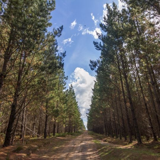 Belanglo State Forest