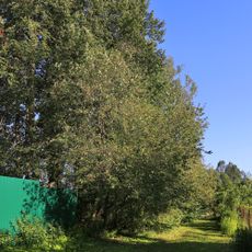 Усадьба Вяземских «Бережки» (Бережки)