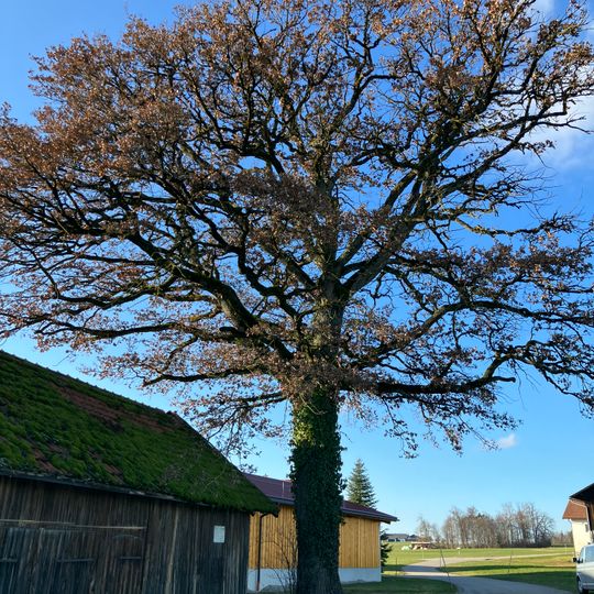 Stieleiche in Schmidham