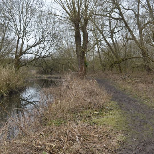 Stanborough Reedmarsh
