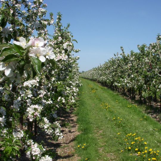 Altes Land