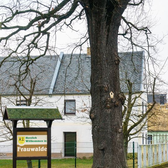 Oak in Frauwalde