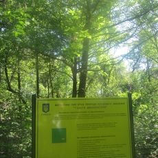 Ginkgo biloba, Skvyra