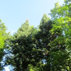 Arboretum und Wellingtonien am Goldboden