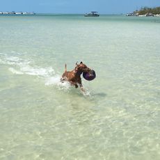 Lee County Dog Beach
