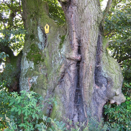 Streitlinde Königsfeld