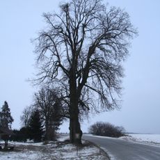 Lime tree near Lipník