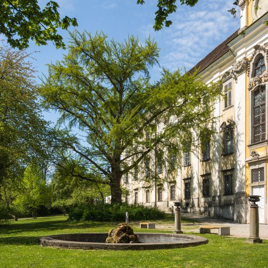 Ginkgobaum im Prälatengarten