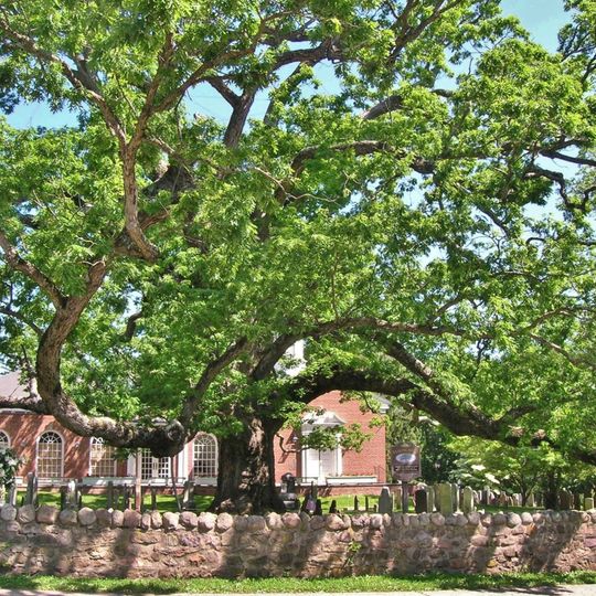 Basking Ridge White Oak Tree