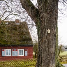 Lime Tree in Frauwalde
