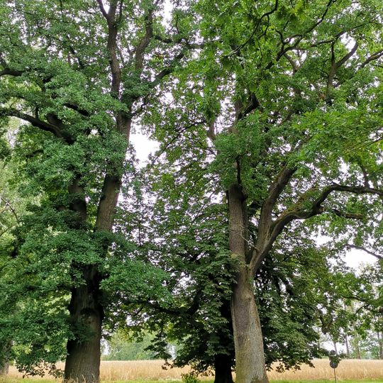Naturdenkmal Stiel-Eiche Park, östlich anschließend an die Ortslage in Blumberg
