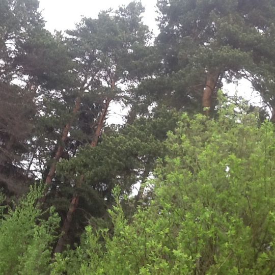 Mikhaltsevskaya grove