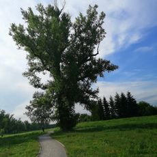 Topola czarna