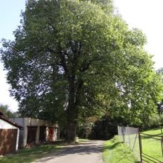 Jilm v Novém Městě pod Smrkem