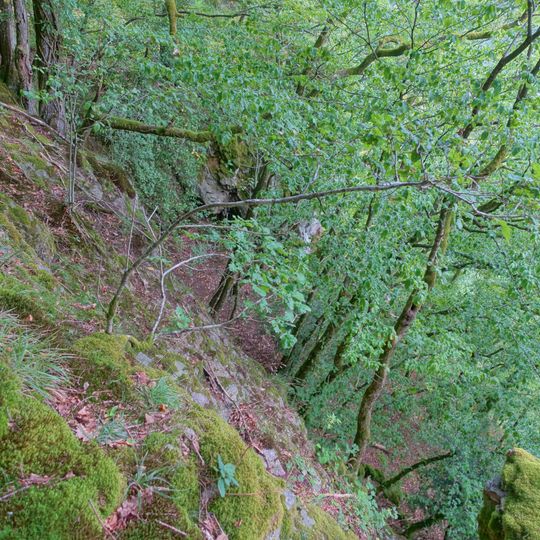 Schneeglöckchenstandort auf Gemarkung Buch, Landkreis Waldshut